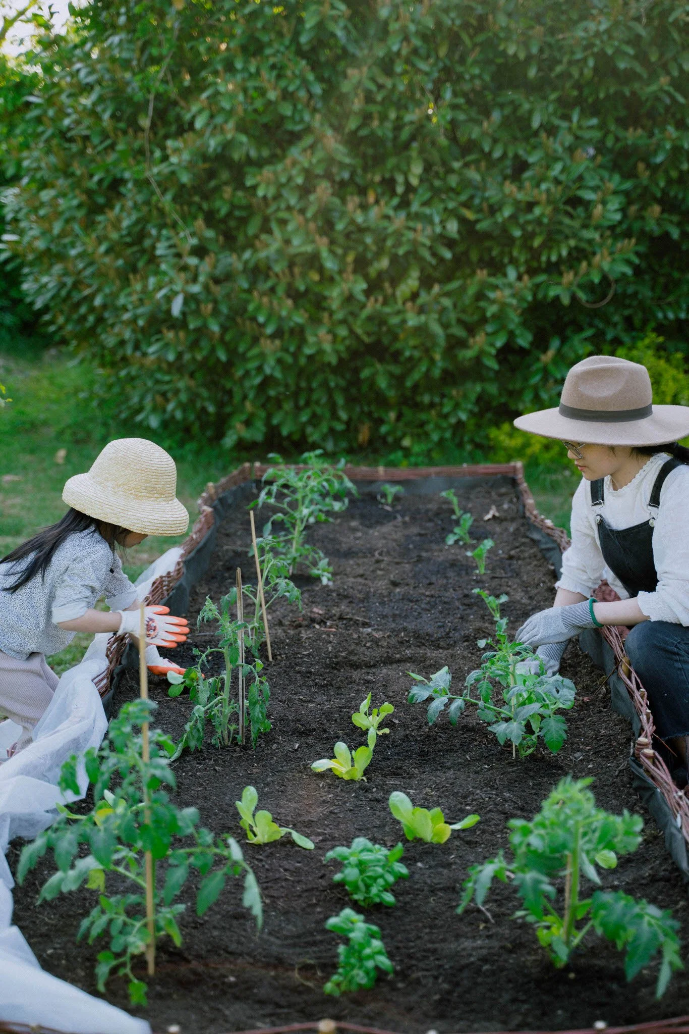 Transforming My Empty Backyard into a Heavenly Vegetable Garden